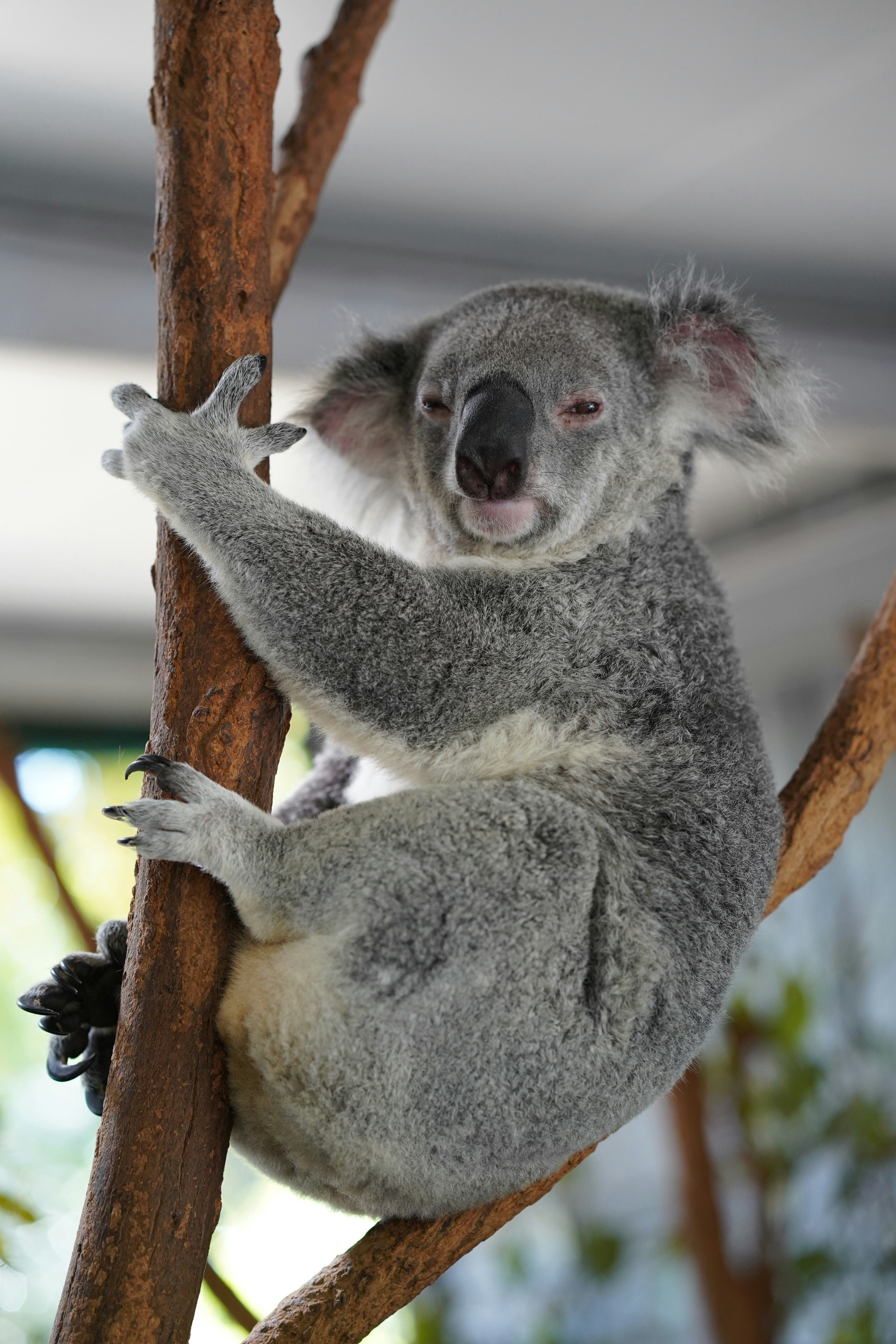 Welcome Koala Image