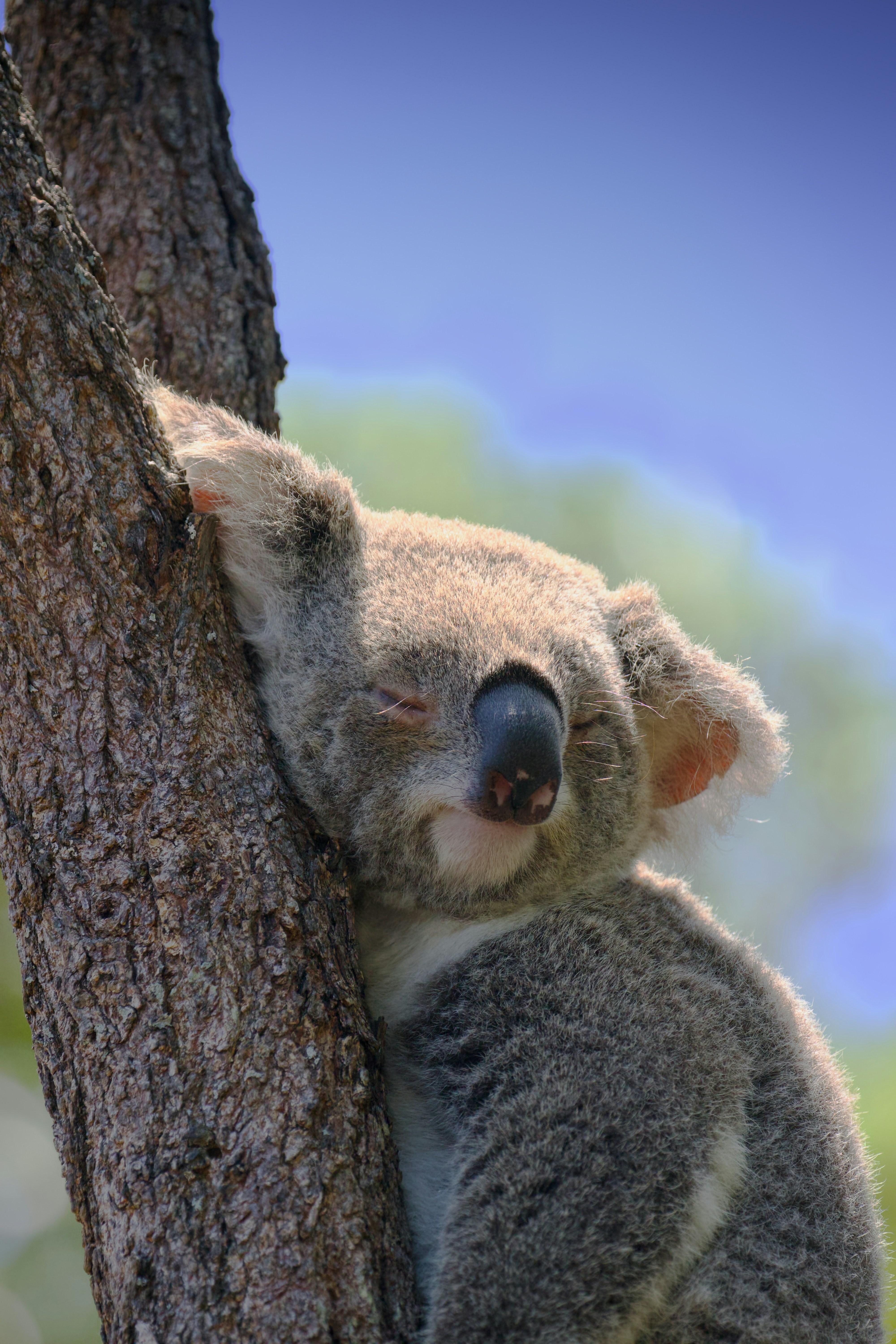 Who Am I Koala Image